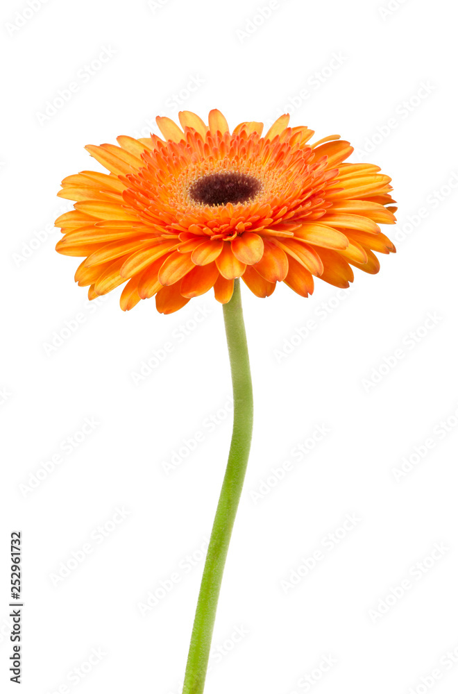 Gerbera flower orange and yellow isolated on white background Gerbera flower orange and yellow isolated on white background