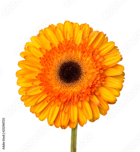 Gerbera flower orange and yellow isolated on white background