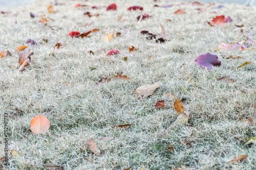 Photography Leaves covering a dormant lawn