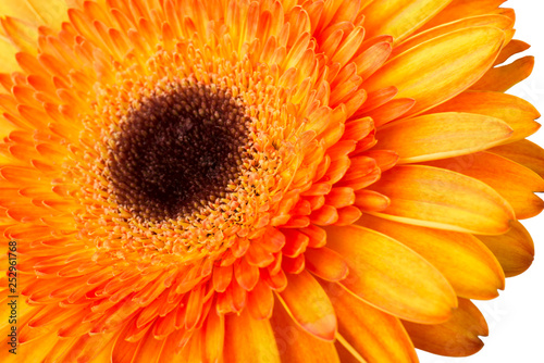 Gerbera flower orange and yellow isolated on white background