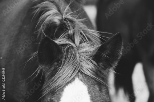 Black and white horse mane close up on windy day.