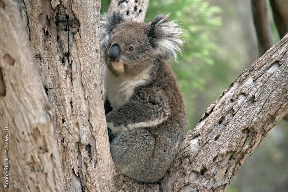 Fototapeta premium an Australian koala in a tree