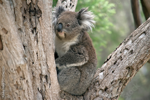 Fototapeta Naklejka Na Ścianę i Meble -  an Australian koala in a tree