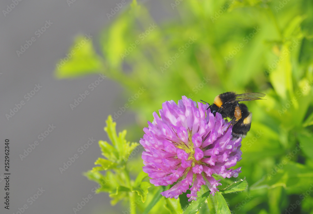 蜂　草花　素材