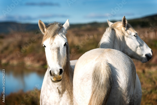 White horses in Camargue