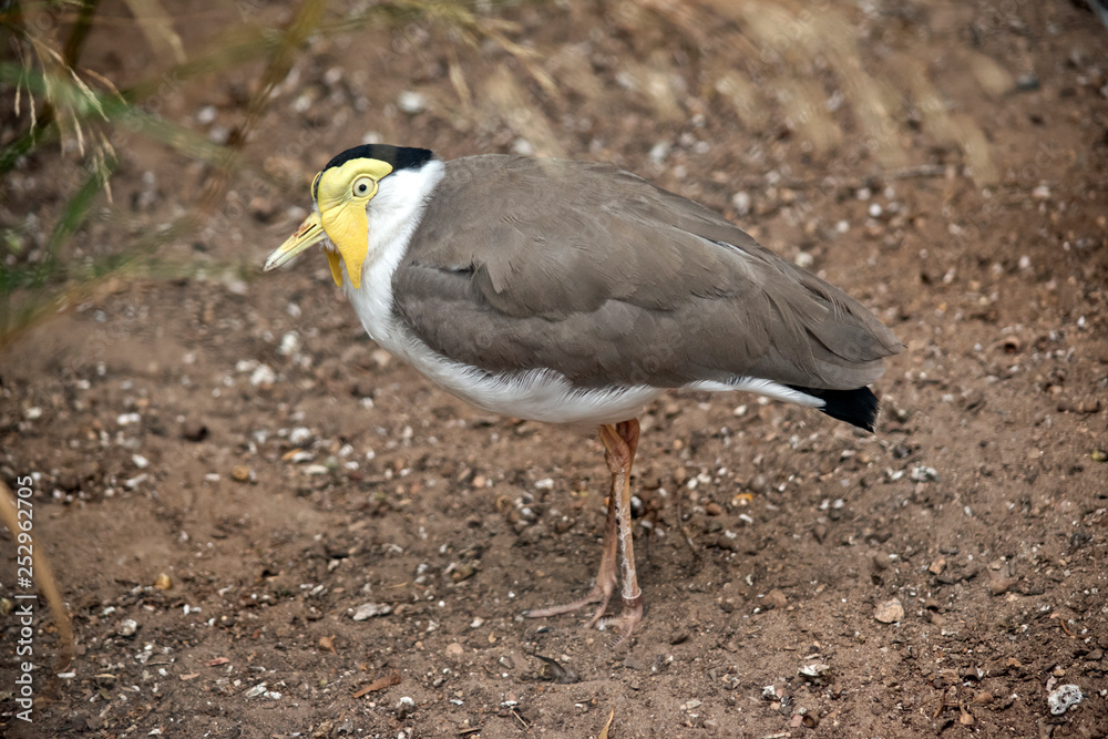 a masked lapwing walking a masked lapwing walking