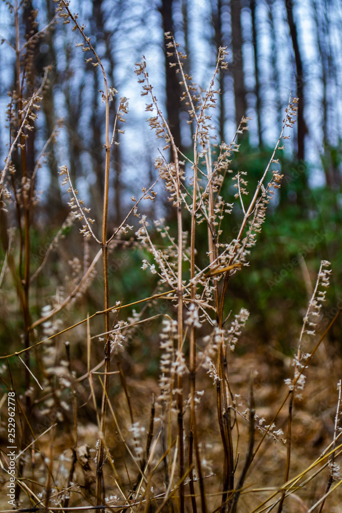 Fototapeta premium wild grasses growing out of a fallen tree