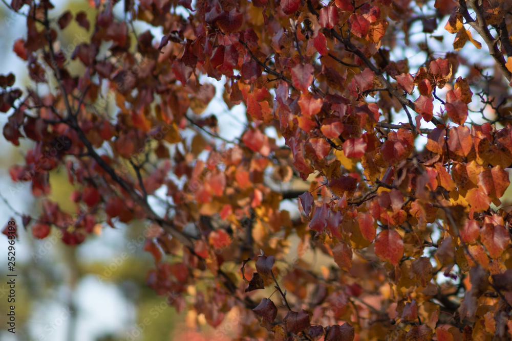 Colorful fall leaves on a sunny day Colorful fall leaves on a sunny day