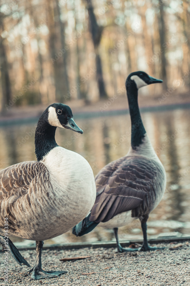 Two Canada Geese at a small pond in Cologne, Germany. Two Canada Geese at a small pond in Cologne, Germany.