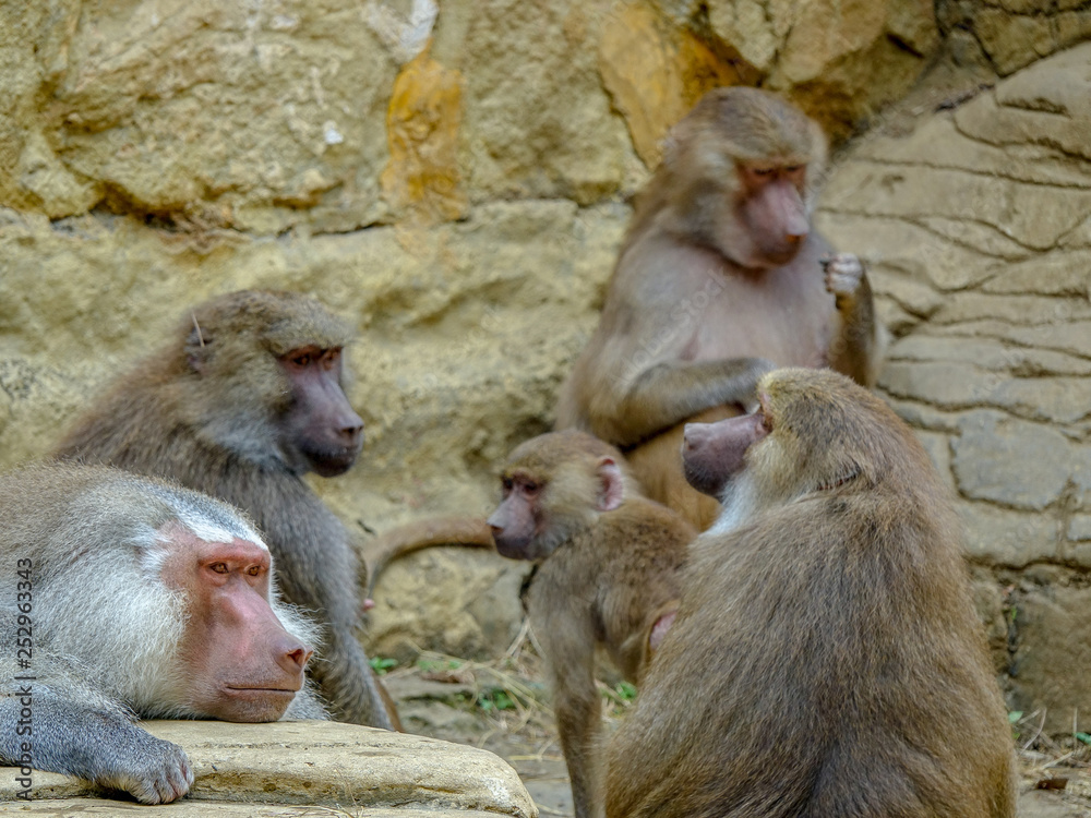 Closeup photo of a group of Baboons Closeup photo of a group of Baboons