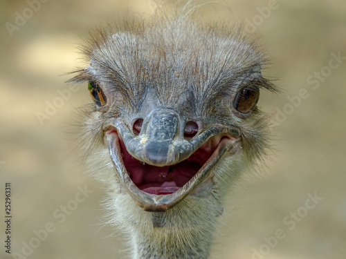 Smiling Ostrich Portrait