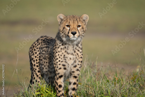 cheetah cub portrait