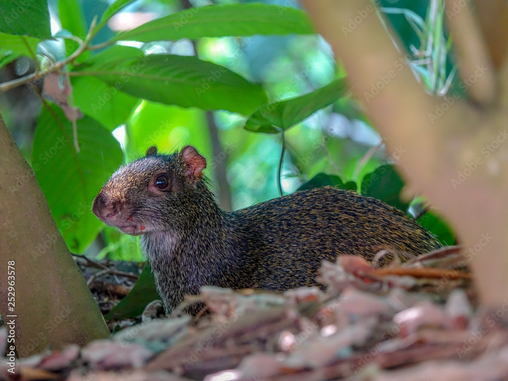 CloseUp picture of an Agouti rodent - Colombian Guatín CloseUp picture of an Agouti rodent - Colombian Guatín