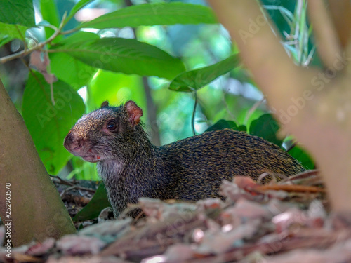 CloseUp picture of an Agouti rodent - Colombian Guatín photo