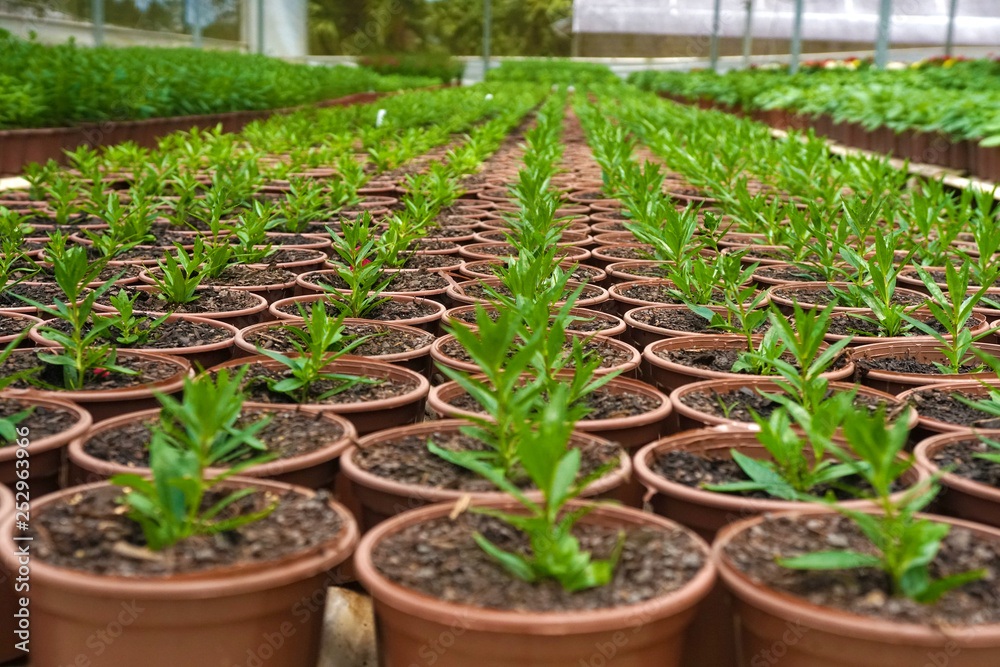 Vase of plants in a greenhouse. Seedlings of flowers. Vase of plants in a greenhouse. Seedlings of flowers.