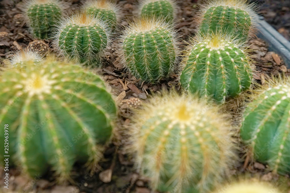 Balloon Cactus in a greenhouse. Balloon Cactus in a greenhouse.