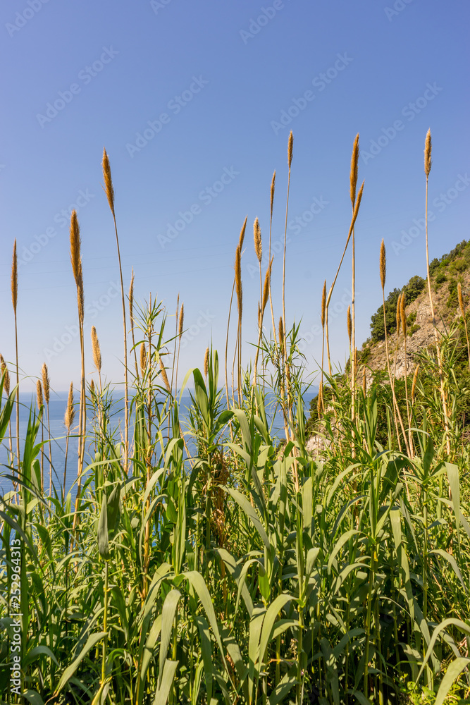 Italy, Cinque Terre, Corniglia, a row of tall grass Italy, Cinque Terre, Corniglia, a row of tall grass