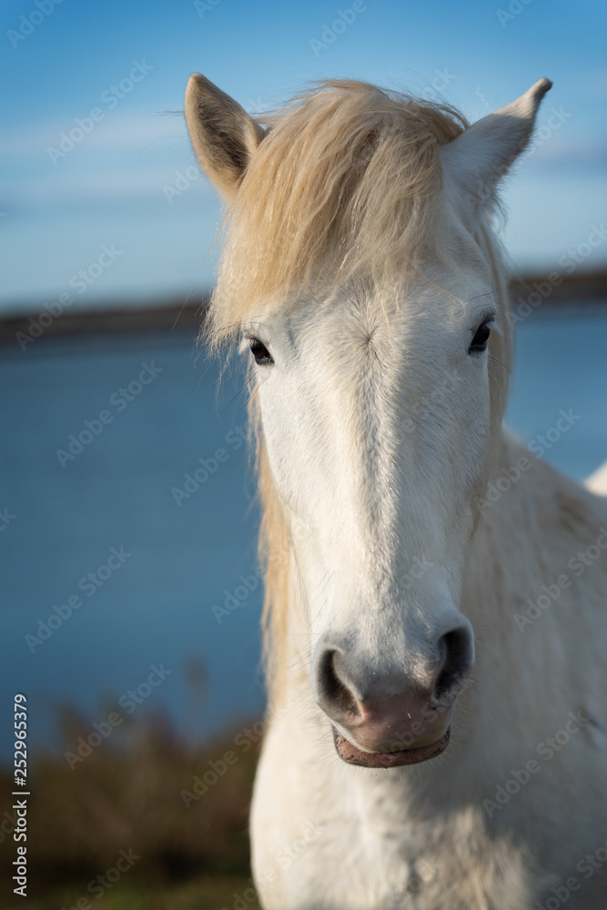 White horse in Camargue White horse in Camargue