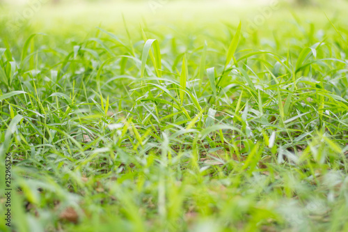 Growing grass background