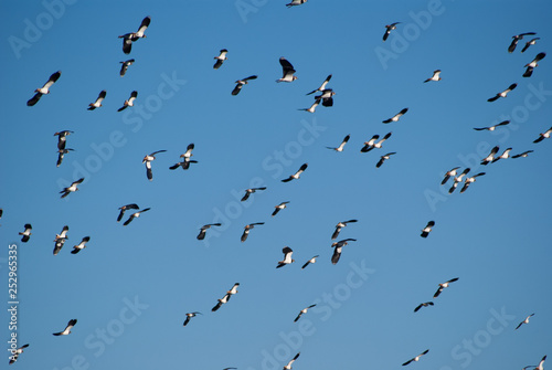 Birds of  feather © KWilliamsPhotography