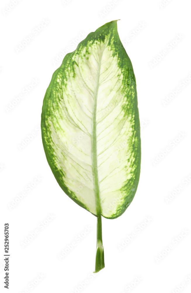 Obraz premium Leaf of tropical dieffenbachia plant on white background