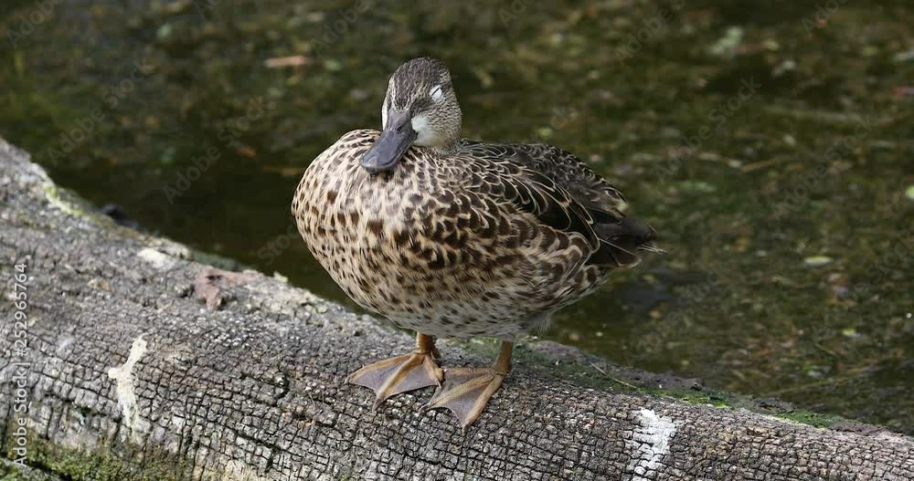 Anas bird. Florida. USA. 