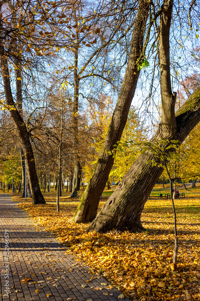 Walking path in the park among the old linden trees, golden autumn, beautiful landscape