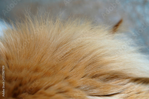 Mane of a cat. Magnificent wool of a big Siberian cat on a nape.