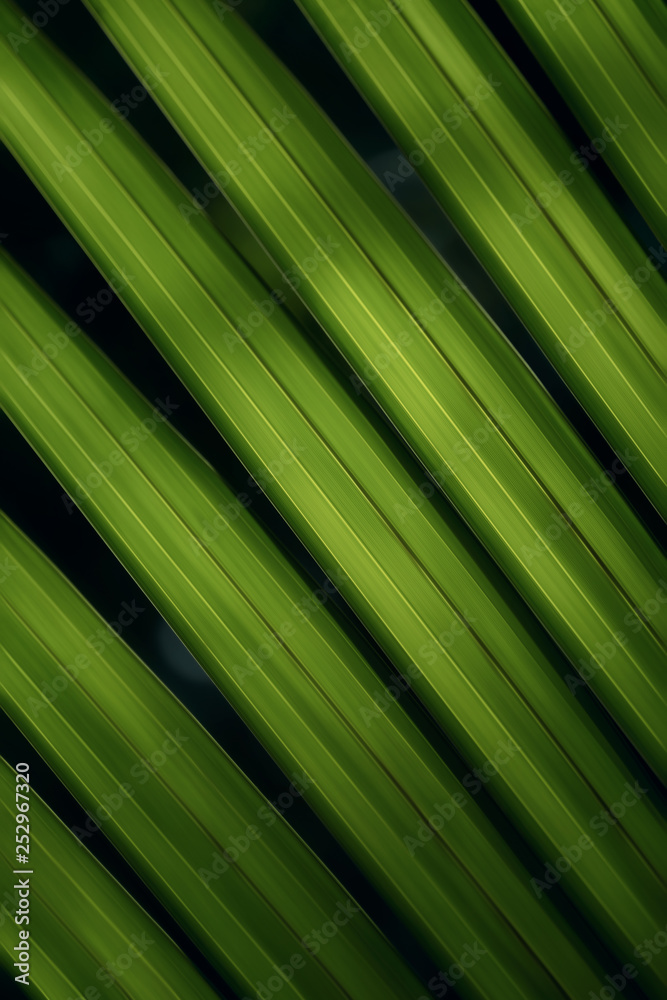 Green leaves background of Nypa fruticans, commonly known as the nipa palm (or simply nipa) or mangrove palm Green leaves background of Nypa fruticans, commonly known as the nipa palm (or simply nipa) or mangrove palm