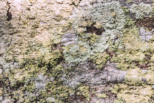 Closeup of an deciduous tree bark covered with  lichen. photo