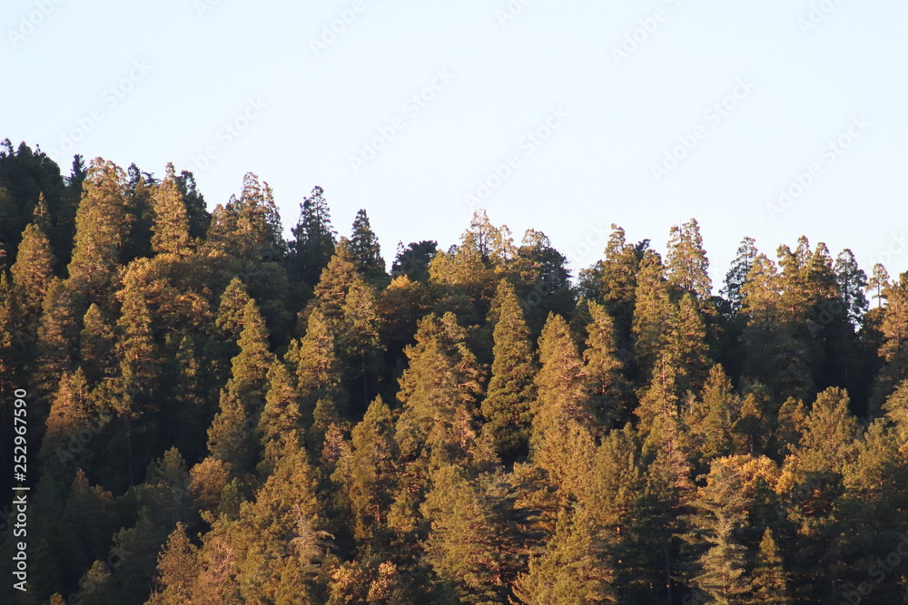Crestline California Pine Forest Crestline California Pine Forest