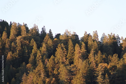 Crestline California Pine Forest