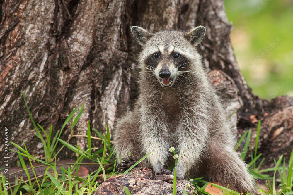 Naklejka premium Procyon lotor sitting close the tree