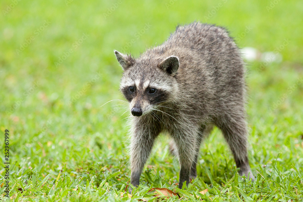 Naklejka premium Procyon lotor walking on the grass