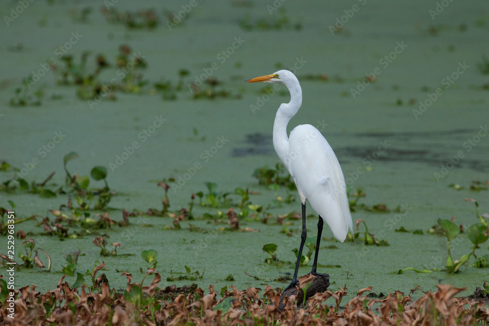 Obraz premium Ardea alba on swamp lake martin lafayette