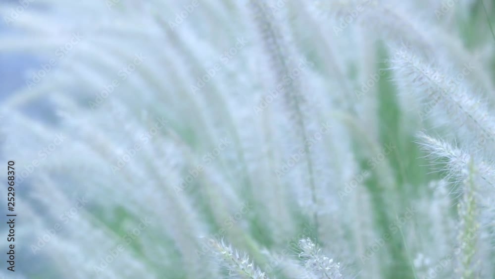 wind blurred Poaceae Grass Flowers slow motion wind blurred Poaceae Grass Flowers slow motion