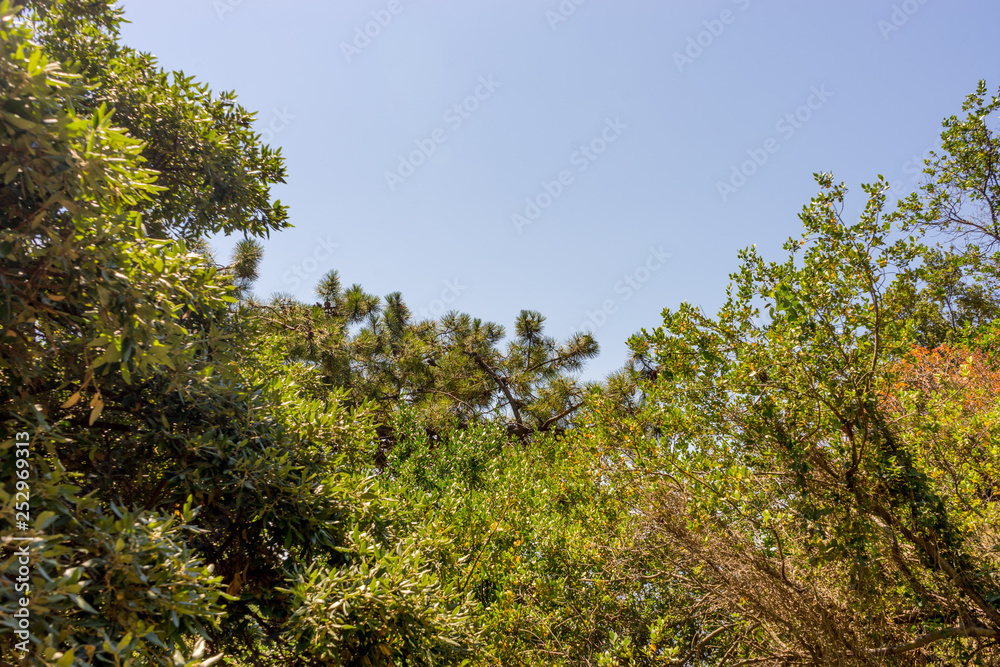 Italy, Cinque Terre, Corniglia, a tree in a forest