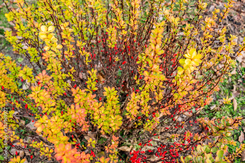 Barberry bush with red berries