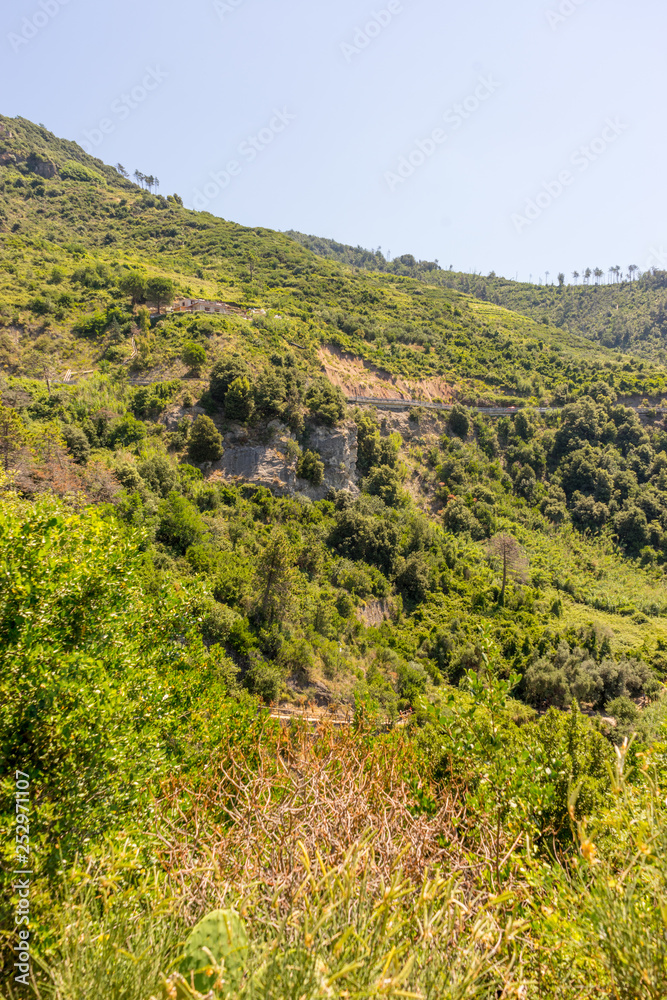Italy, Cinque Terre, Corniglia, a close up of a lush green hillside Italy, Cinque Terre, Corniglia, a close up of a lush green hillside