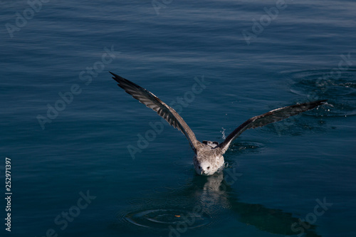 Foto A northern fulmar (Fulmarus glacialis) landing to catch some food floating on wa