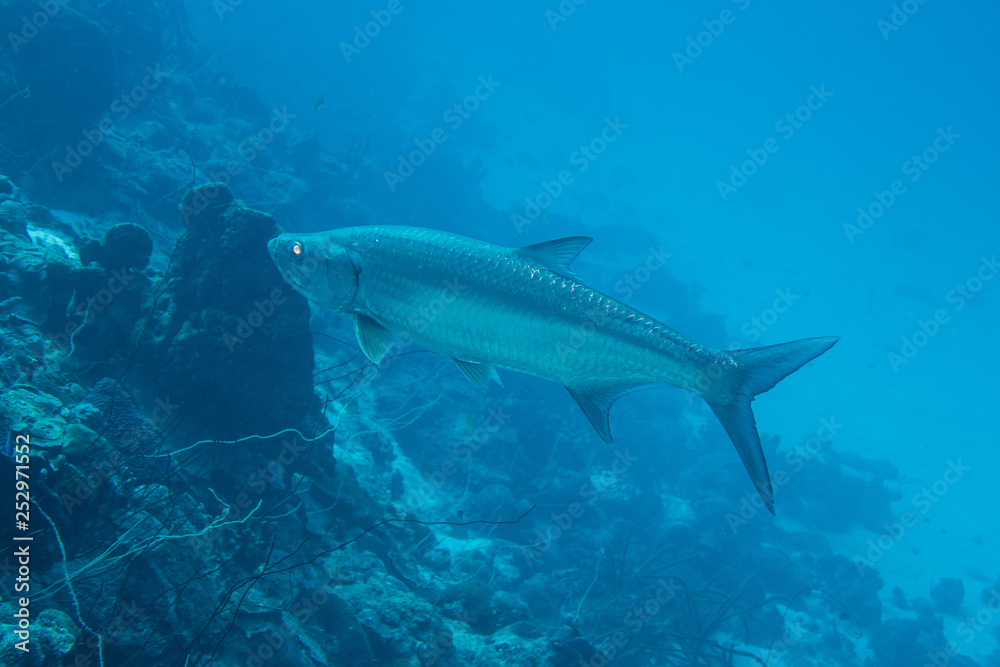 Fototapeta premium A large atlantic tarpon (megalops atlanticus), who gives a great fishing trophy, seeking prey on the fringing reef of tropical Bonaire island in the caribbean