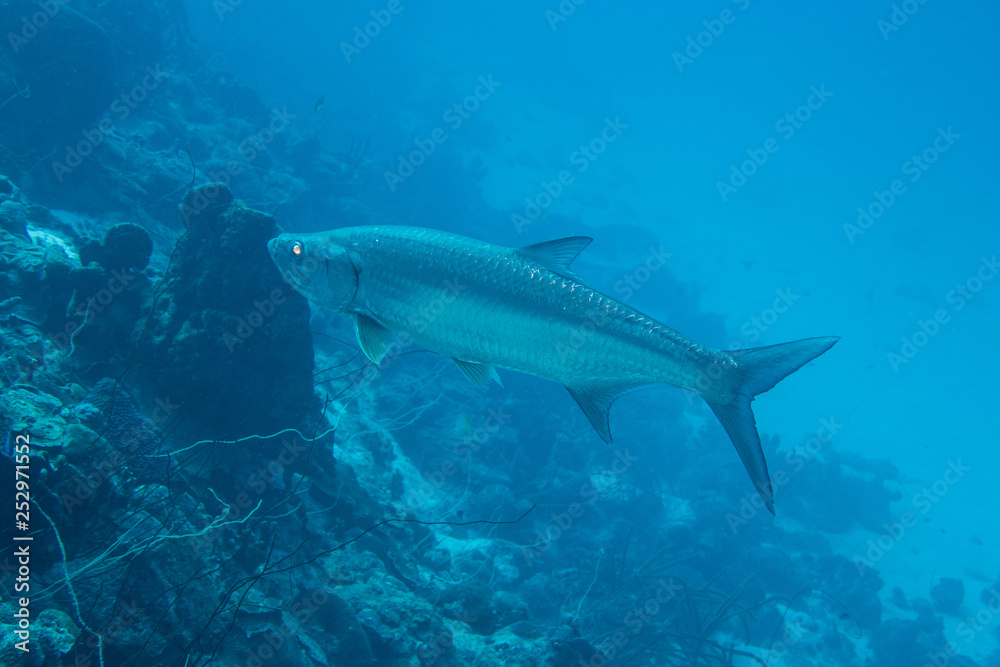 A large atlantic tarpon (megalops atlanticus), who gives a great fishing trophy, seeking prey on the fringing reef of tropical Bonaire island in the caribbean 