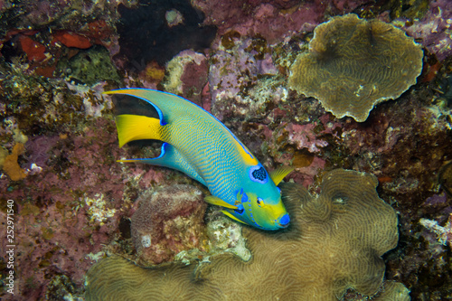 Queen angelfish roaming the fringing coral reef around the tropical island of Bonaire in the caribbean