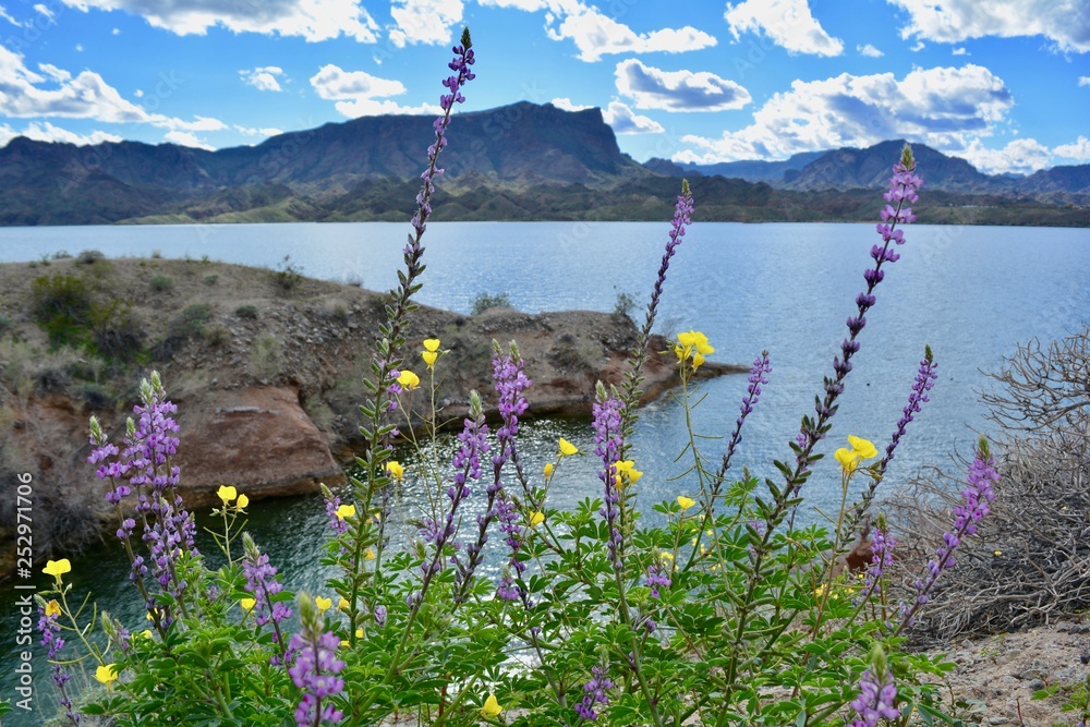 Cattail Cove: Arizona’s Hidden Gem On The Colorado River