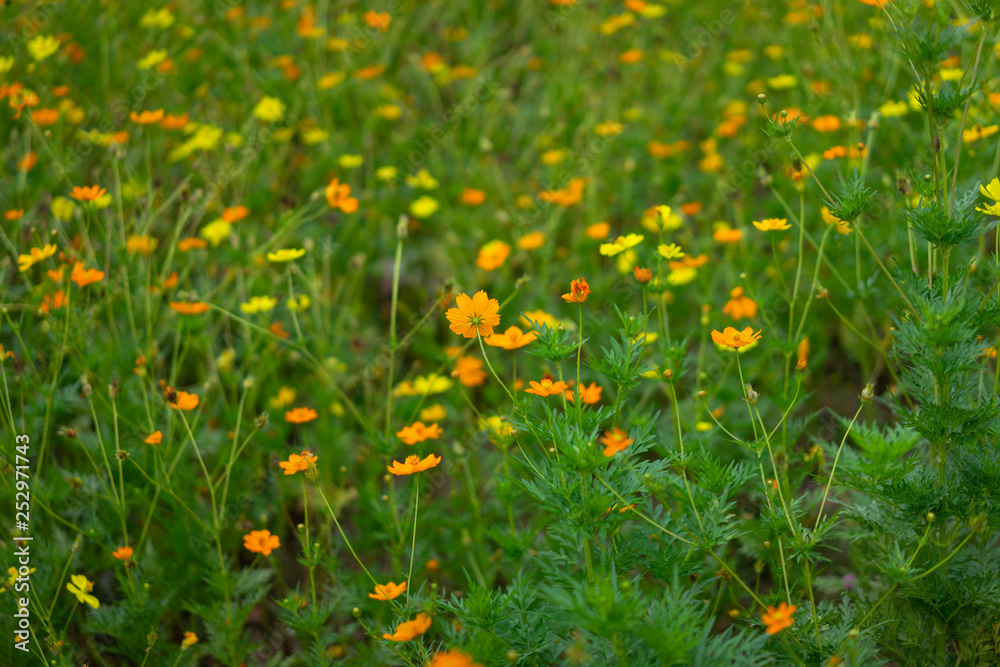 Colorful Cosmos flower in garden