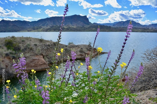 Cattail Cove State Park Arizona Lake Havasu City Colorado River Desert Water