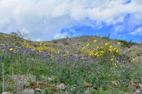 Cattail Cove State Park Arizona Lake Havasu City Desert Parker photo