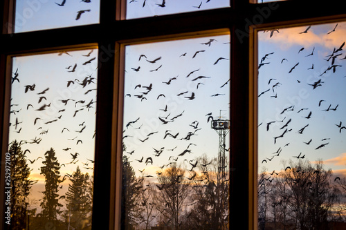 Photography A flock of birds outside the window
