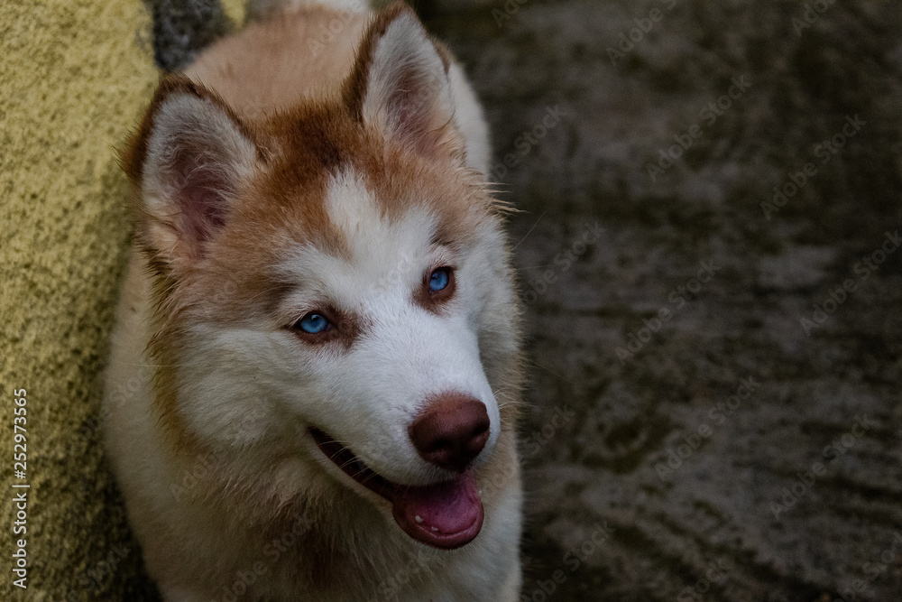 Fototapeta premium dog