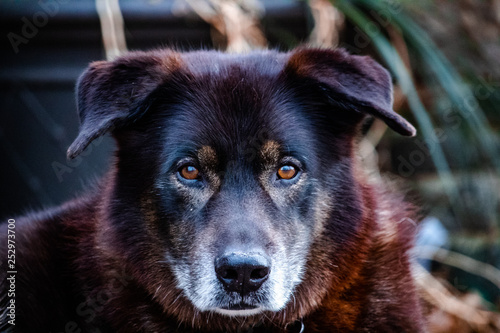 portrait of a dog © Tyler